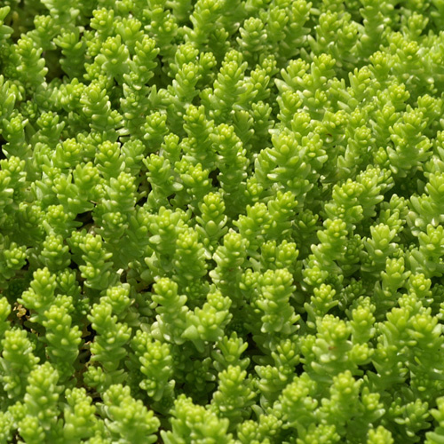 SEDUM acre 'Elegans' SEDUM acre 'Elegans'