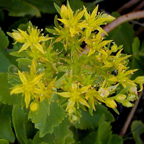 SEDUM aizoon SEDUM aizoon