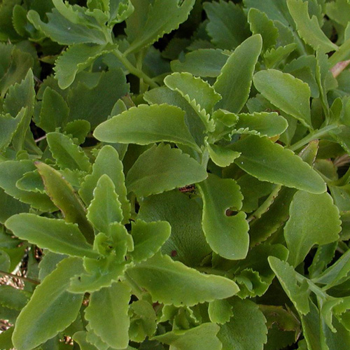 SEDUM aizoon SEDUM aizoon