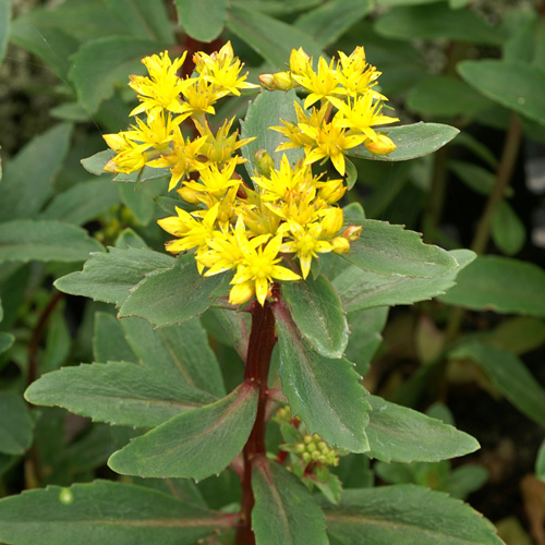 SEDUM aizoon SEDUM aizoon