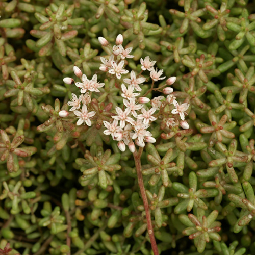 SEDUM album 'Murale' SEDUM album 'Murale'