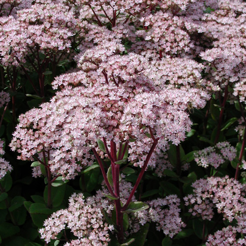 SEDUM 'Joyce Henderson' SEDUM 'Joyce Henderson'