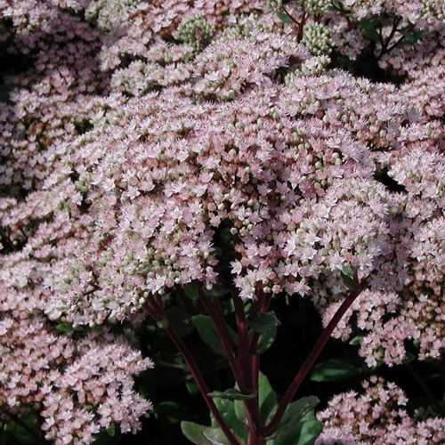 SEDUM 'Joyce Henderson' SEDUM 'Joyce Henderson'