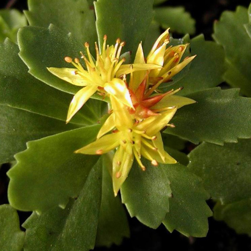 SEDUM kamtschaticum SEDUM kamtschaticum
