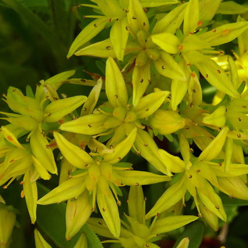 SEDUM kamtschaticum SEDUM kamtschaticum