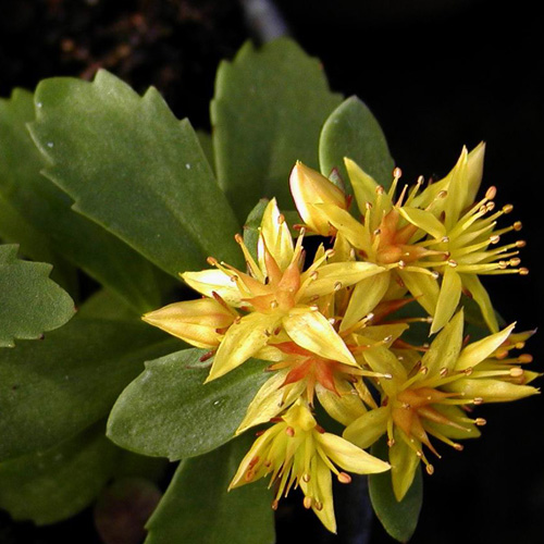 SEDUM kamtschaticum SEDUM kamtschaticum