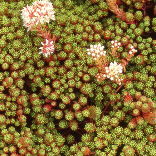 SEDUM lydium SEDUM lydium