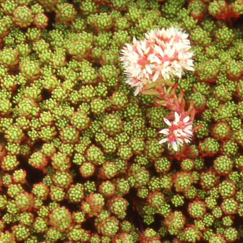 SEDUM lydium SEDUM lydium