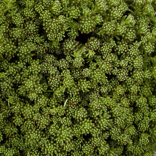 SEDUM lydium SEDUM lydium