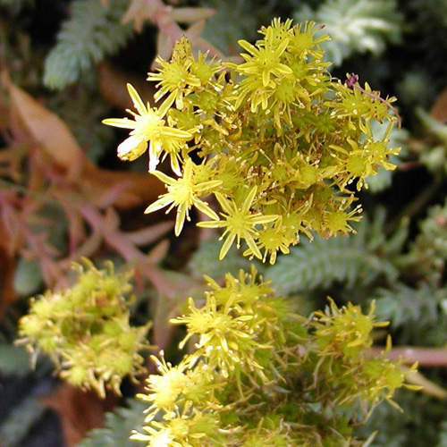 SEDUM reflexum 'Glaucum' SEDUM reflexum 'Glaucum'