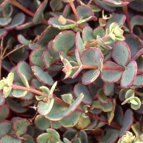 SEDUM sieboldii SEDUM sieboldii