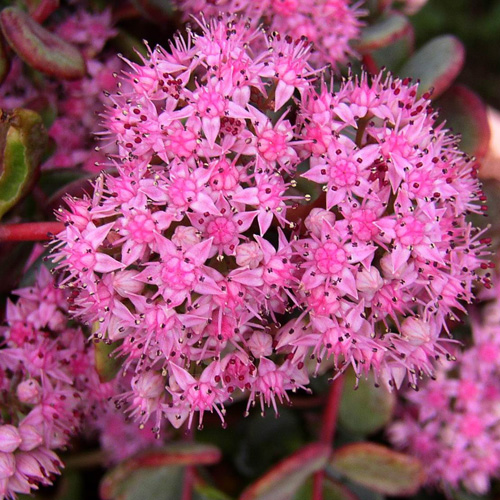 SEDUM sieboldii SEDUM sieboldii