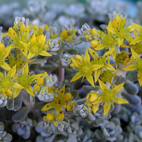 SEDUM spathulifolium 'Cape Blanco' SEDUM spathulifolium 'Cape Blanco'