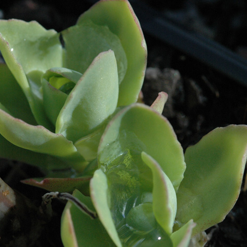 SEDUM spectabile 'Rosenteller' SEDUM spectabile 'Rosenteller'