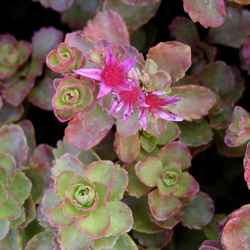 SEDUM spurium 'Schorbuser Blüt' ('Dragon's Blood') SEDUM spurium 'Schorbuser Blüt' ('Dragon's Blood')