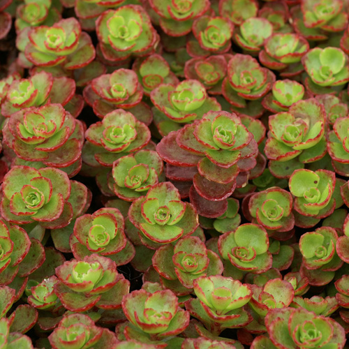 SEDUM spurium 'Schorbuser Blüt' ('Dragon's Blood') SEDUM spurium 'Schorbuser Blüt' ('Dragon's Blood')