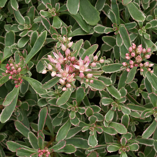 SEDUM spurium 'Variegatum' SEDUM spurium 'Variegatum'