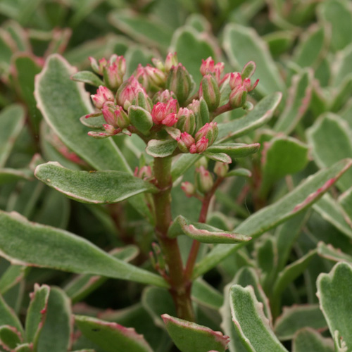 SEDUM spurium 'Variegatum' SEDUM spurium 'Variegatum'