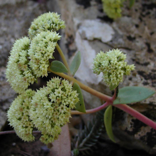 SEDUM telephium ssp. maximum SEDUM telephium ssp. maximum