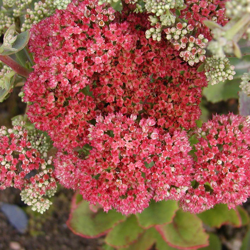 SEDUM telephium 'Munstead Dark Red' SEDUM telephium 'Munstead Dark Red'