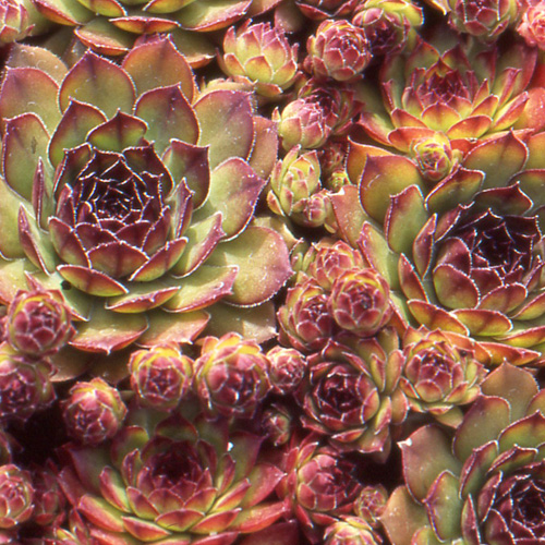 SEMPERVIVUM 'Noir' SEMPERVIVUM 'Noir'