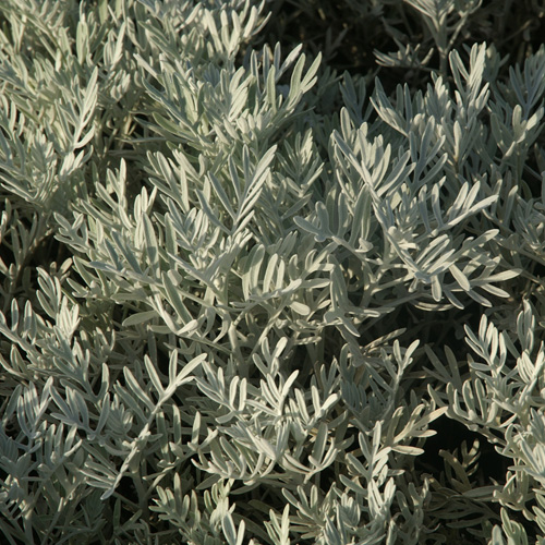 SENECIO viravira SENECIO viravira