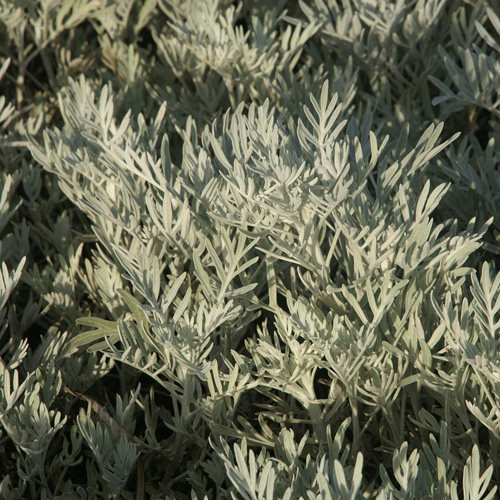 SENECIO viravira SENECIO viravira