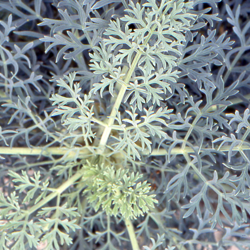SESELI gummiferum SESELI gummiferum