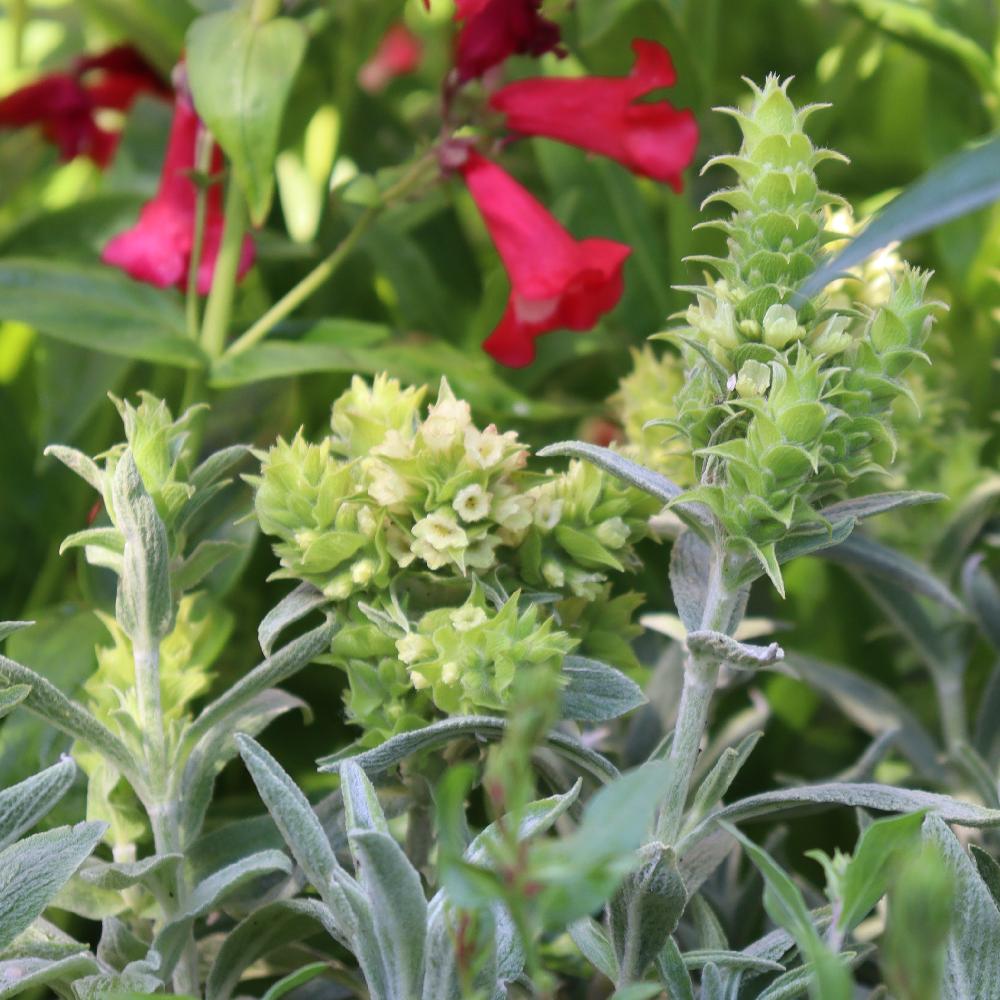 Crapaudine de Syrie en pot : plantes médicinales en pot - Aromatiques