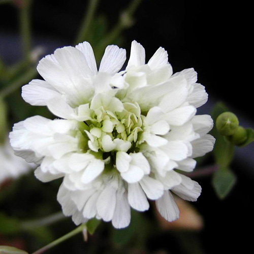 SILENE maritima 'Plena' SILENE maritima 'Plena'