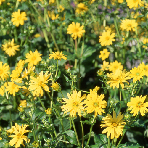 SILPHIUM perfoliatum SILPHIUM perfoliatum
