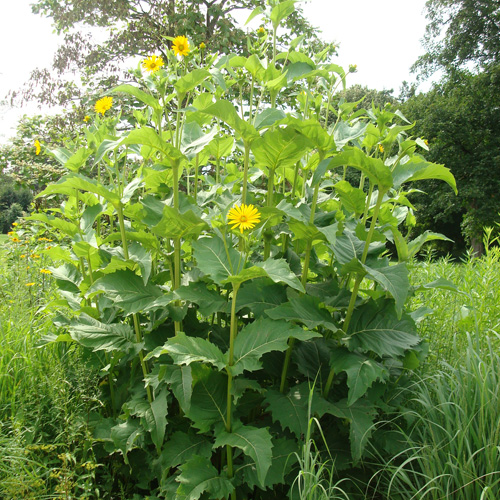 SILPHIUM perfoliatum SILPHIUM perfoliatum