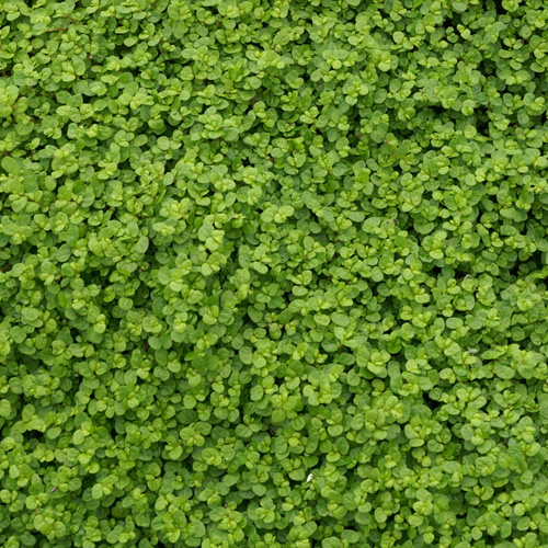SOLEIROLIA soleirolii SOLEIROLIA soleirolii