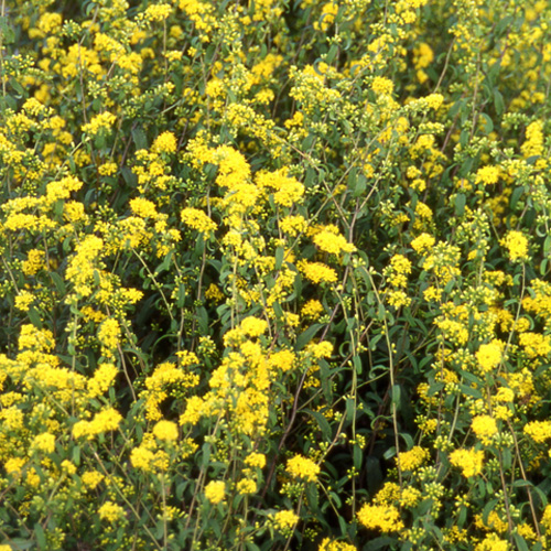 SOLIDAGO caesia SOLIDAGO caesia
