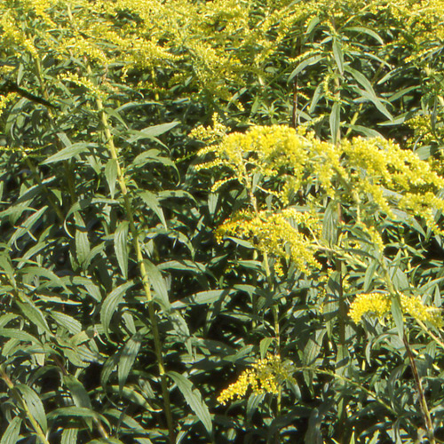 SOLIDAGO shortii SOLIDAGO shortii