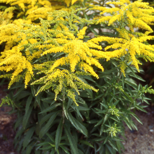 SOLIDAGO 'Strahlenkrone' SOLIDAGO 'Strahlenkrone'