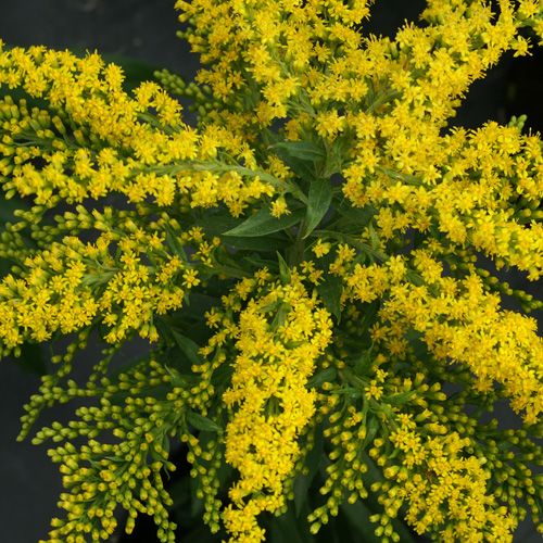 SOLIDAGO 'Strahlenkrone' SOLIDAGO 'Strahlenkrone'