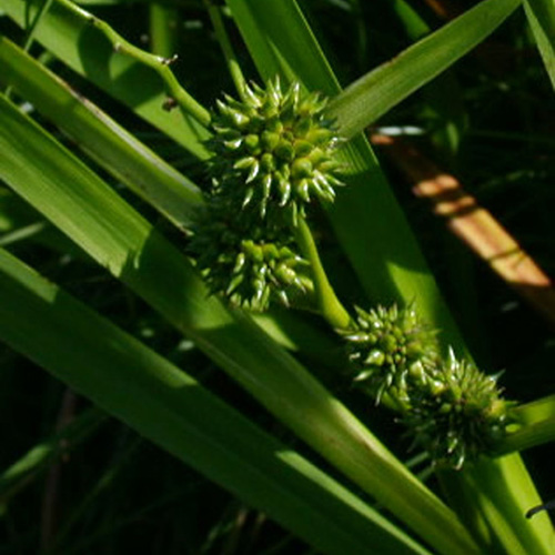 SPARGANIUM erectum (ramosum) SPARGANIUM erectum (ramosum)