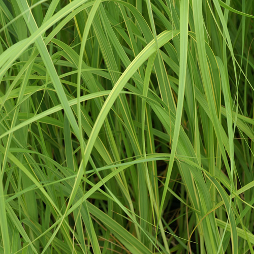 SPARTINA pectinata 'Aureomarginata' SPARTINA pectinata 'Aureomarginata'