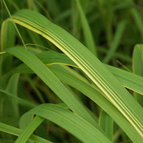 SPARTINA pectinata 'Aureomarginata' SPARTINA pectinata 'Aureomarginata'