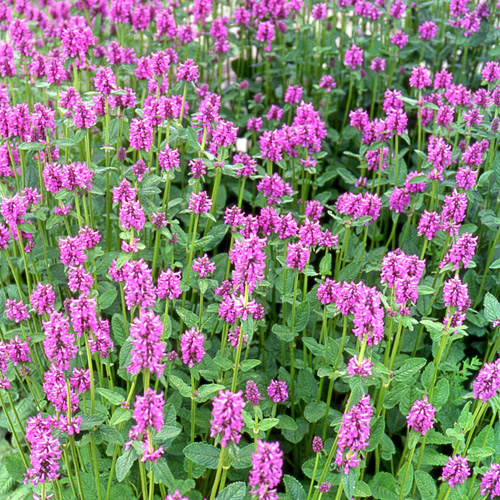 STACHYS grandiflora STACHYS grandiflora