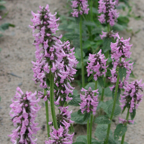 STACHYS grandiflora STACHYS grandiflora