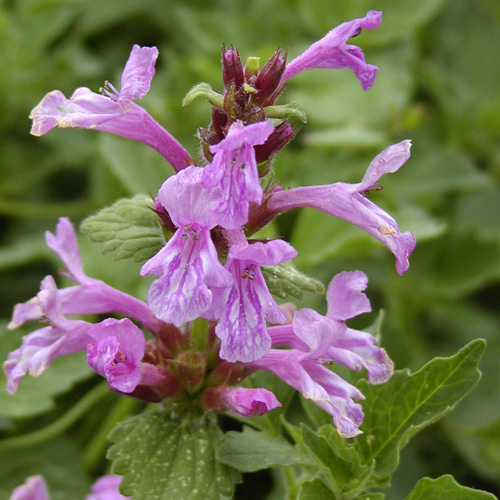 STACHYS grandiflora 'Superba' STACHYS grandiflora 'Superba'