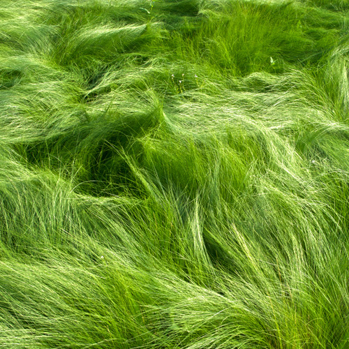 STIPA tenuifolia STIPA tenuifolia