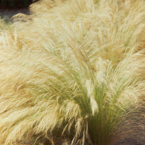 STIPA tenuifolia STIPA tenuifolia