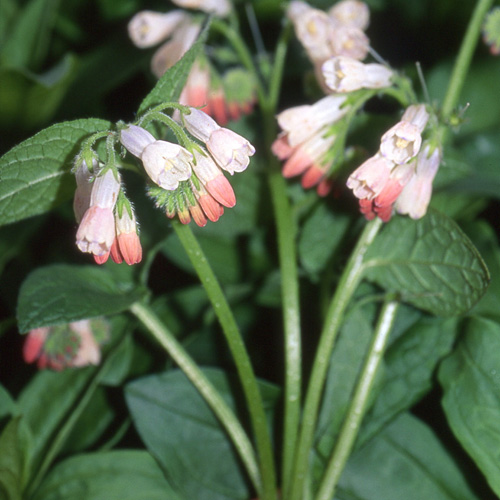 SYMPHYTUM grandiflorum 'Hidcote Pink' SYMPHYTUM grandiflorum 'Hidcote Pink'