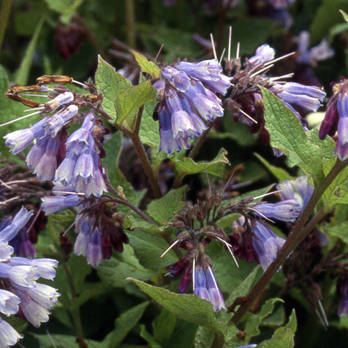 SYMPHYTUM grandiflorum 'Miraculum' SYMPHYTUM grandiflorum 'Miraculum'