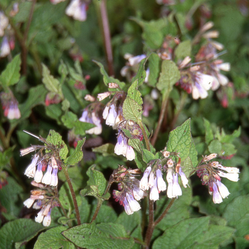 SYMPHYTUM grandiflorum 'Wisley Blue' SYMPHYTUM grandiflorum 'Wisley Blue'