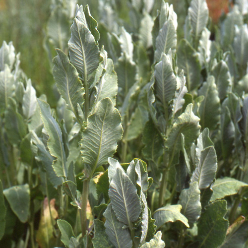 TANACETUM balsamita TANACETUM balsamita