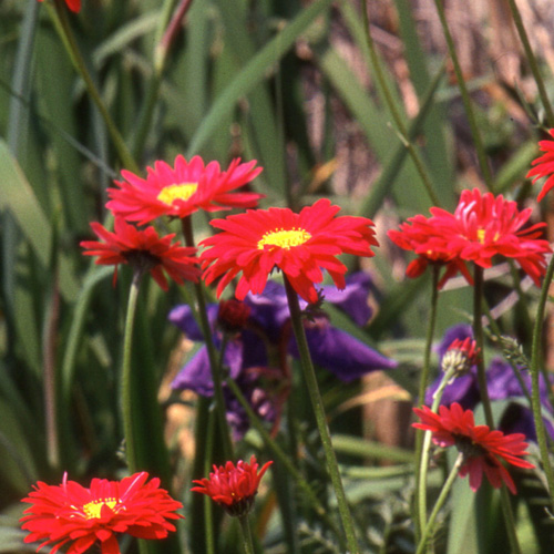 TANACETUM coccineum 'Duro' TANACETUM coccineum 'Duro'